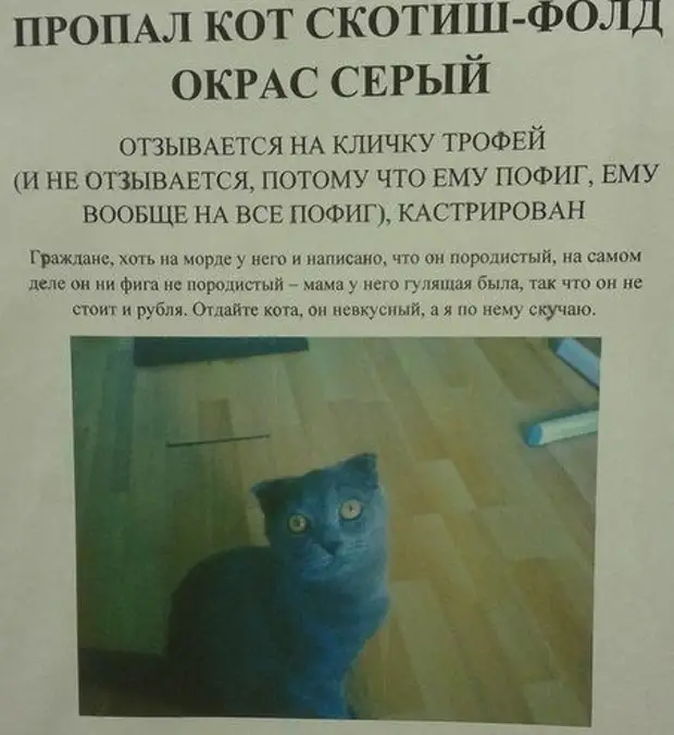 Объявление о продаже кота образец