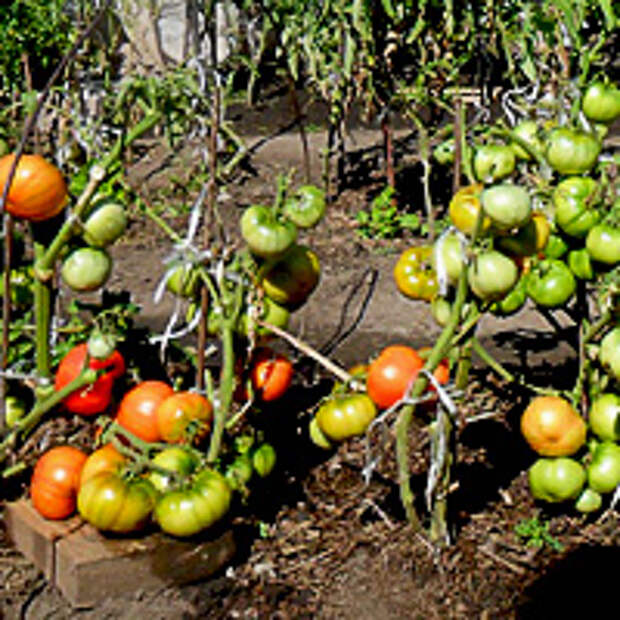 сорта томатов устойчивых к фитофторозу