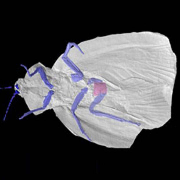 Учёные разобрали внутренности предка тараканов