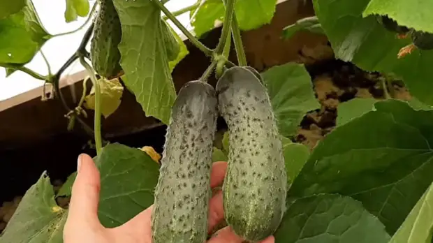 ������� ������ � ����� � ��������� ������ ������ � ���