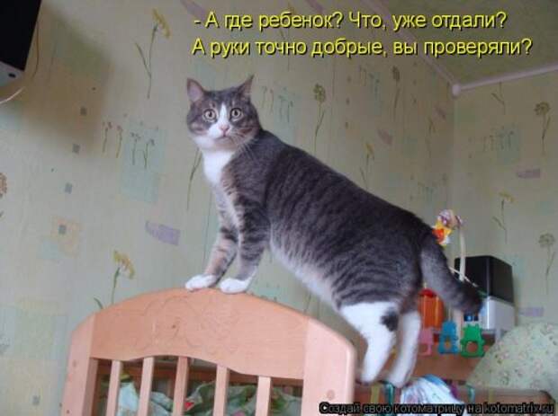 Новая котоматрица (30 фото)