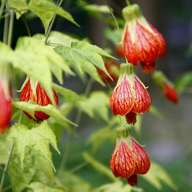 80581023_2222299_Abutilon10 (700x700, 388Kb)