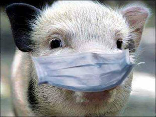 На фермах "Мираторга" в Белгородской области обнаружен вирус африканской чумы свиней