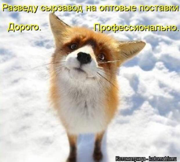 Котоматрицы