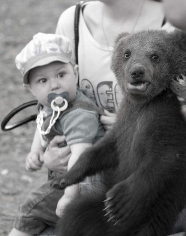 маленький медвежонок