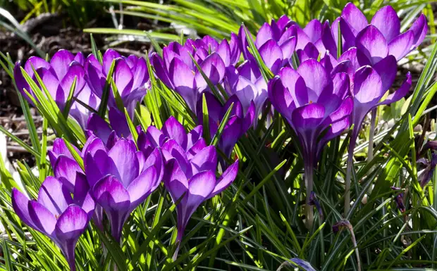11 самых первых весенних цветов в саду - Дачный участок - 5 марта -  43524468851 - Медиаплатформа МирТесен