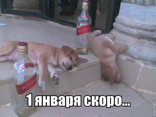 Картинки, юмор, приколы
