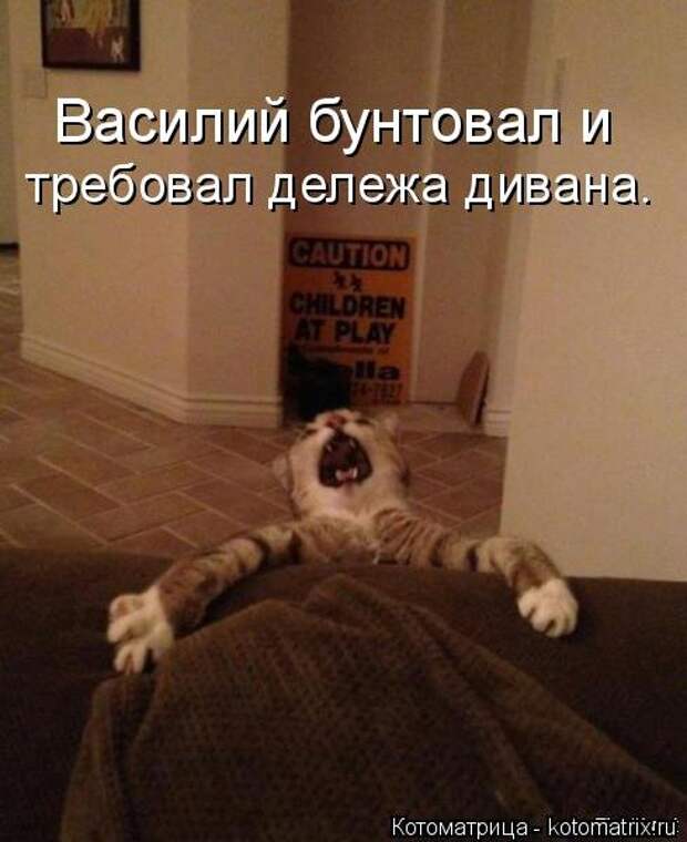 Котоматрица на Бугаге (34 фото)