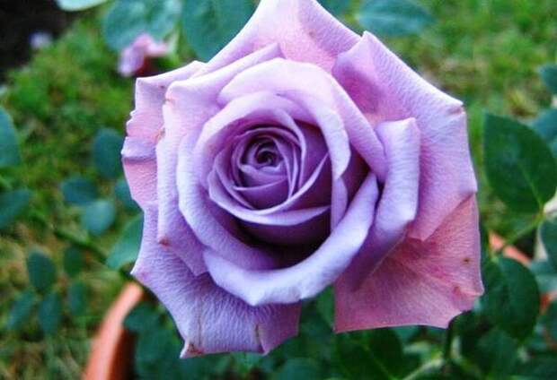Роза миниатюрная сорт Lavender Meillandina, фото с сайта davesgarden.com