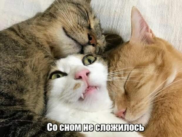 Субботний котопост коты, кошки, приколы с котами., смешные коты