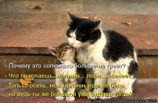 Новая котоматрица (29 фото)