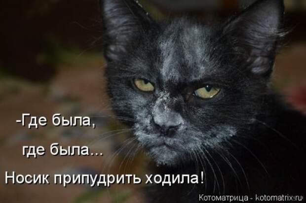 Новая котоматрица на Бугаге (32 фото)