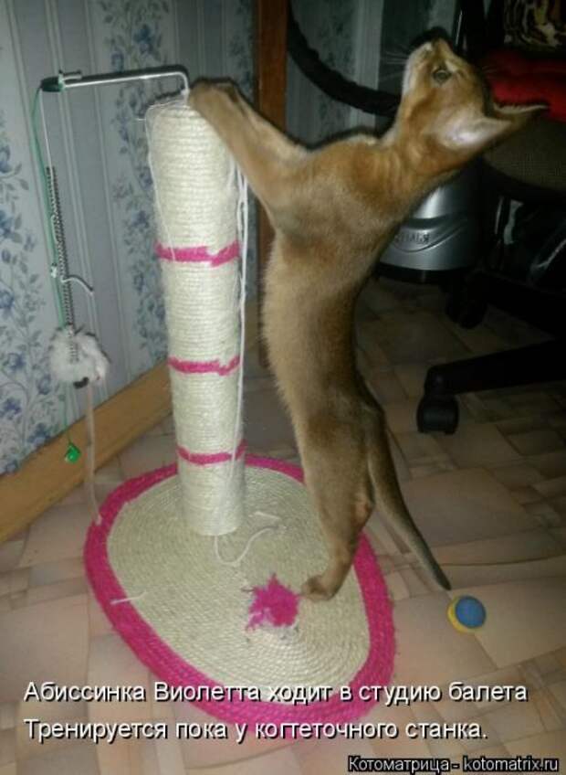 Лучшая котоматрица недели (35 фото)