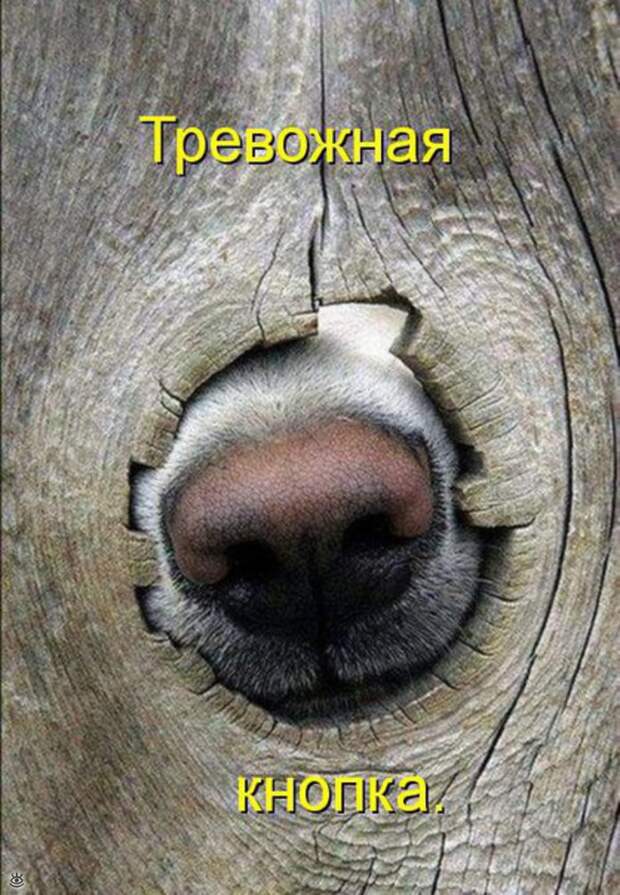 Забавные и жизнерадостные звери 21