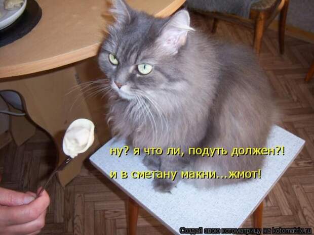 Лучшие котоматрицы недели