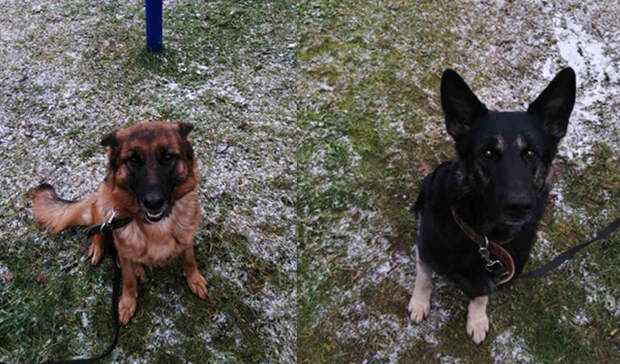 «Они обе — брак»: Слишком добрым овчаркам из нижегородской ИК-14 ищут новых хозяев