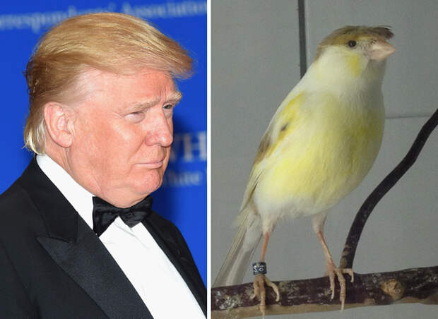 15 вещей, похожих на Дональда Трампа 