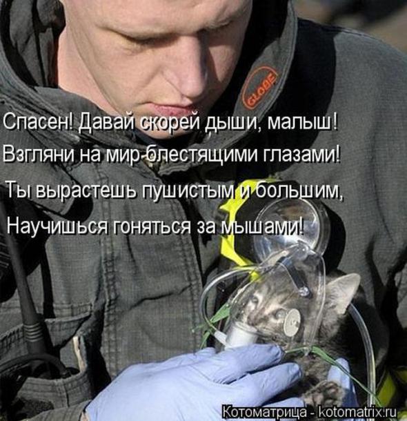 Котоматрицы(картинки с надписями)
