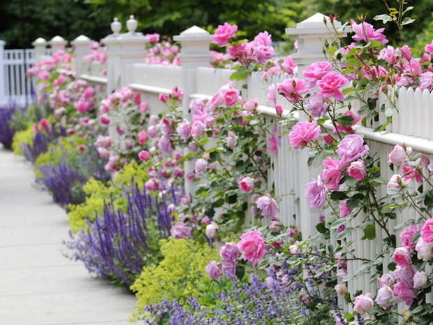 4497432_rosesingardenfence5 (600x450, 118Kb)