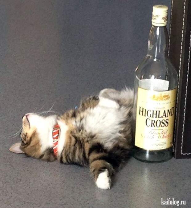 Смешные котики (55 фото)