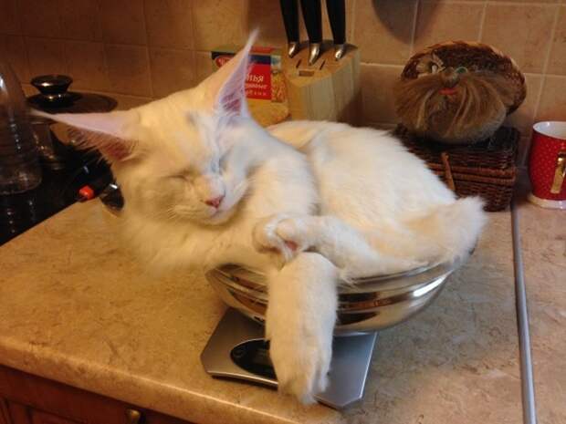 Кошка спит
