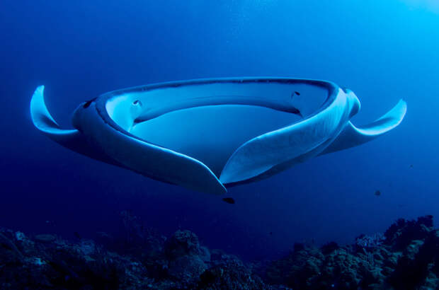 giant_manta_ray_filter_feeding