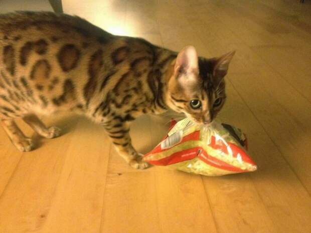 KittehMondayCatsstealingfood04-08-20149