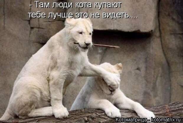 Лучшие котоматрицы недели