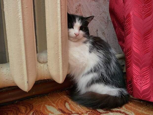 Кошки на батарее (24)