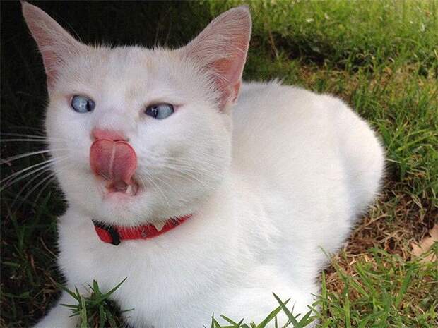 Не все коты одинаково фотогеничны коты, фото