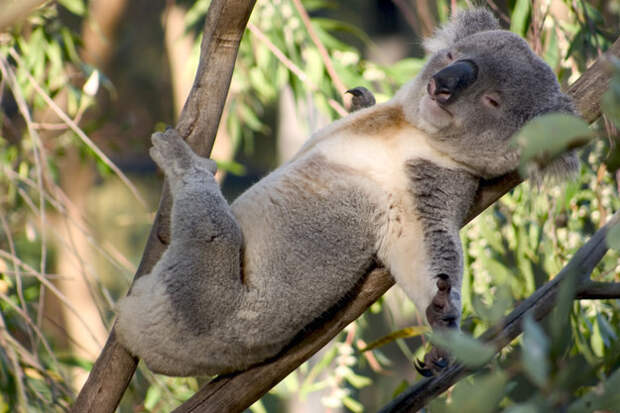 Ты когда-нибудь думал о том, что из себя представляют коалы? видео, животные, коала, ужас