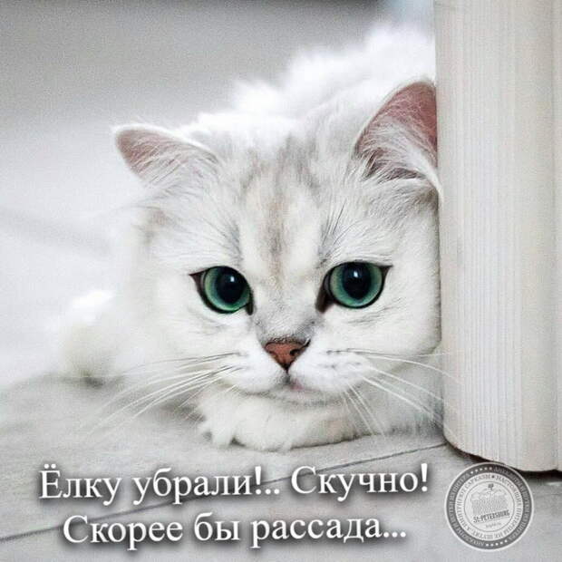 Скорее бы рассада...