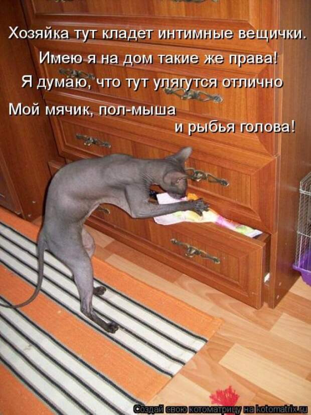 Новая котоматрица (32 фото)