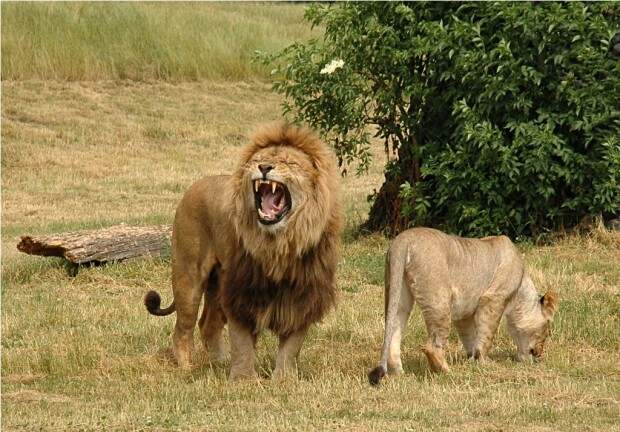 Львы (лат. Panthera leo) (англ. Lions)