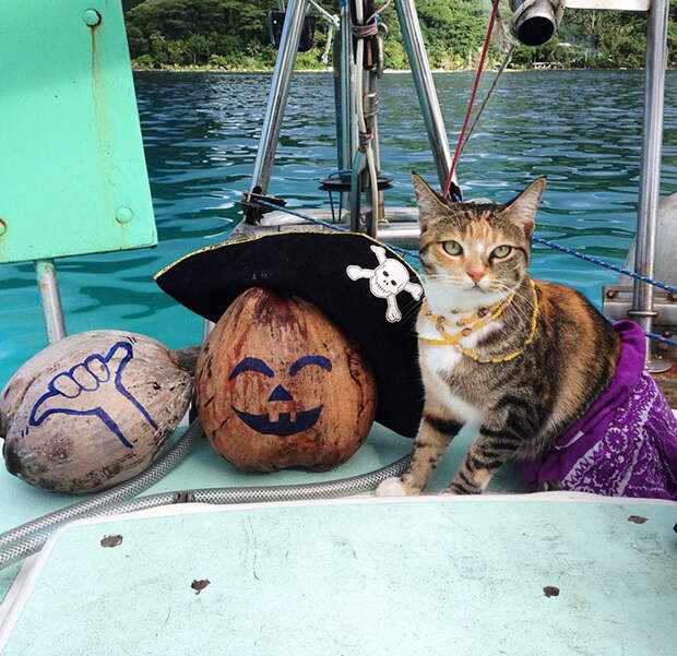 sailing-cat-travelling-world-liz-clark-37