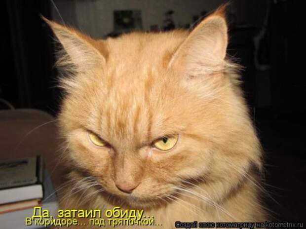 Котоматрицы(картинки с надписями)