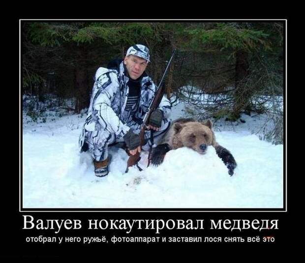 Валуев нокаутировал медведя демотиваторы, прикол, смех, юмор