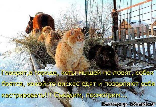 Лучшие котоматрицы недели (50 фото)