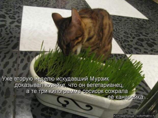 Мысли вслух Мысли вслух