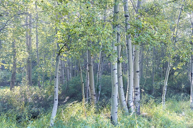 В России в четыре раза выросли продажи осиновых кольев