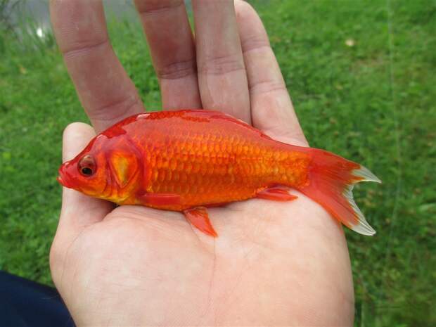 Пожелаешь лишнего – потеряешь нужное.