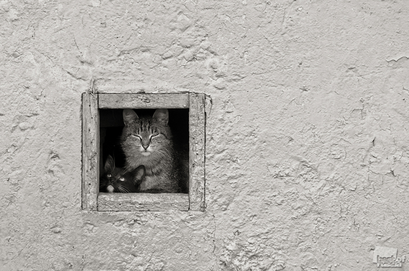00413 Лучшие фотографии России 2011. Номинация “Природа”