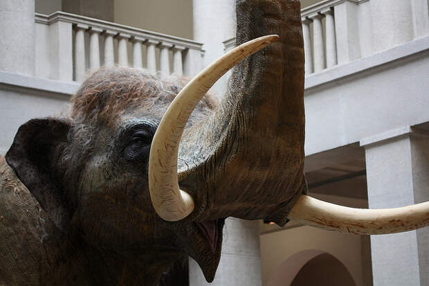 Прямобивневый лесной слон, реконструкция. (Фото Margrit / Flickr.com.)