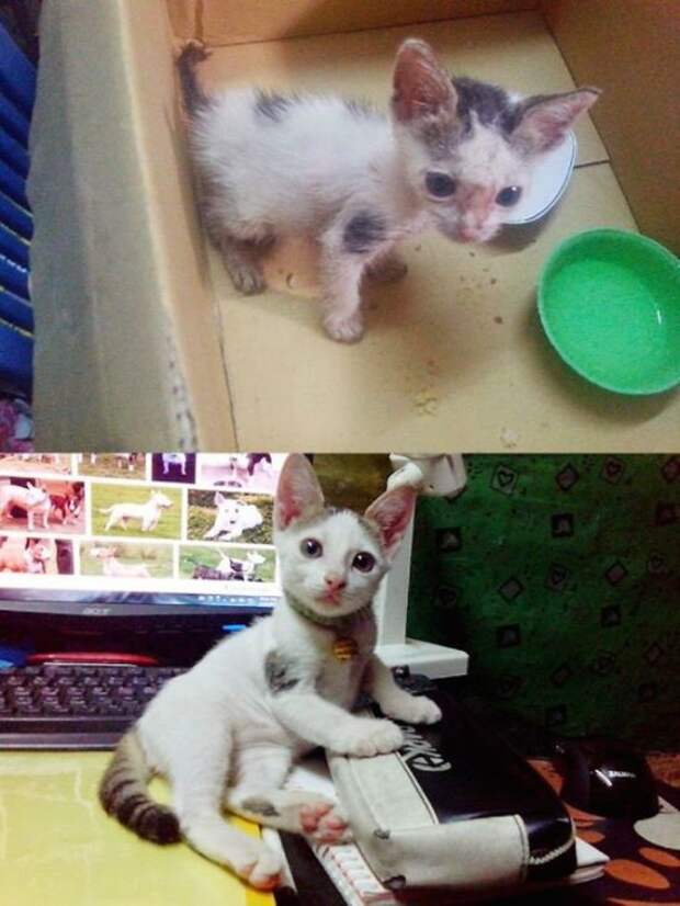 Подборка фотографий спасенных кошек животные, коты