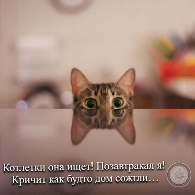 Котлетки она ищет!
