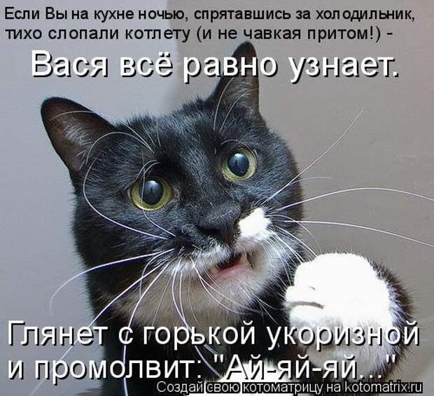 Котоматрица недели (31 фото)