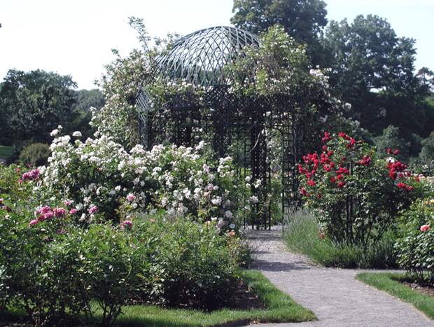 74266340_075rosegardenjpg__izobrazhenie_JPEG_1024x768_pikselov___Masshtabirovannoe__73_ (700x528, 888Kb)