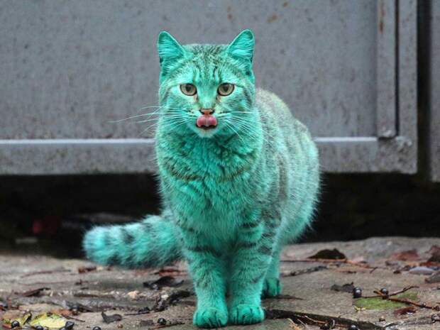 зеленый-кот-в-болгарии