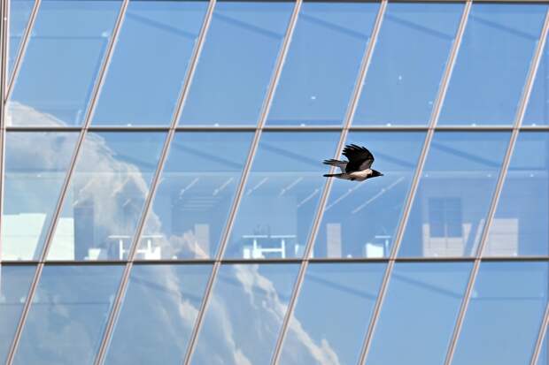 В небе над Ираном заметили беспилотную «птицу»