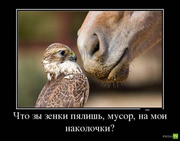 Прикольные демотиваторы о животных (30 фото) Прикольные демотиваторы о животных (30 фото)
